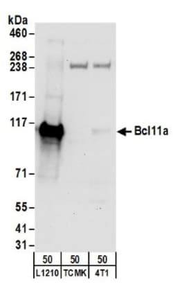 Ctip1 Antibody, Novus Biologicals 0.1mL; Unlabeled:Antibodies, Polyclonal